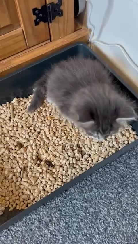 Maine Coon cats for sale: Pedigree main coon kittens  in Halifax - Video 1