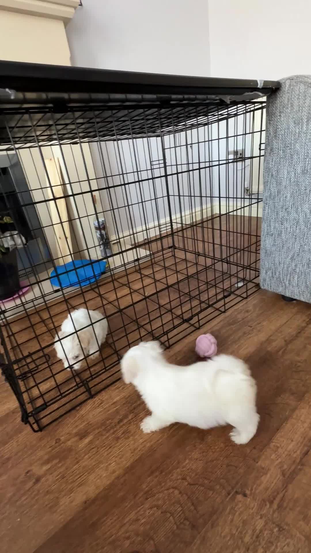 Maltese dogs for sale: Bichon Maltese puppies 🐶  in Northampton - Video 2