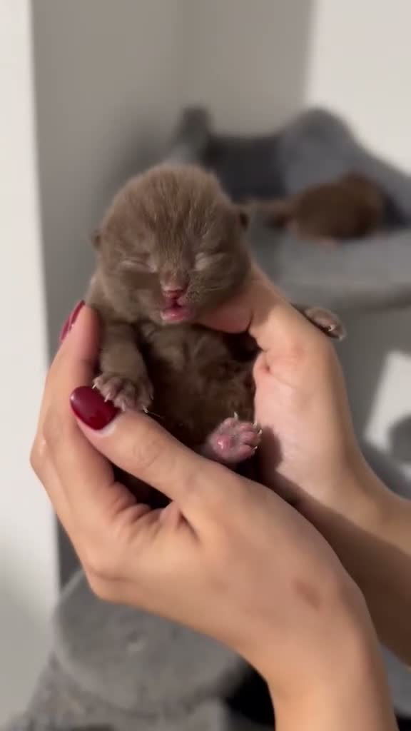 British Shorthair cats for sale: Active 🐾 Cinnamon BSH Kittens – 2 Girls & 1 Boy  - Video 3