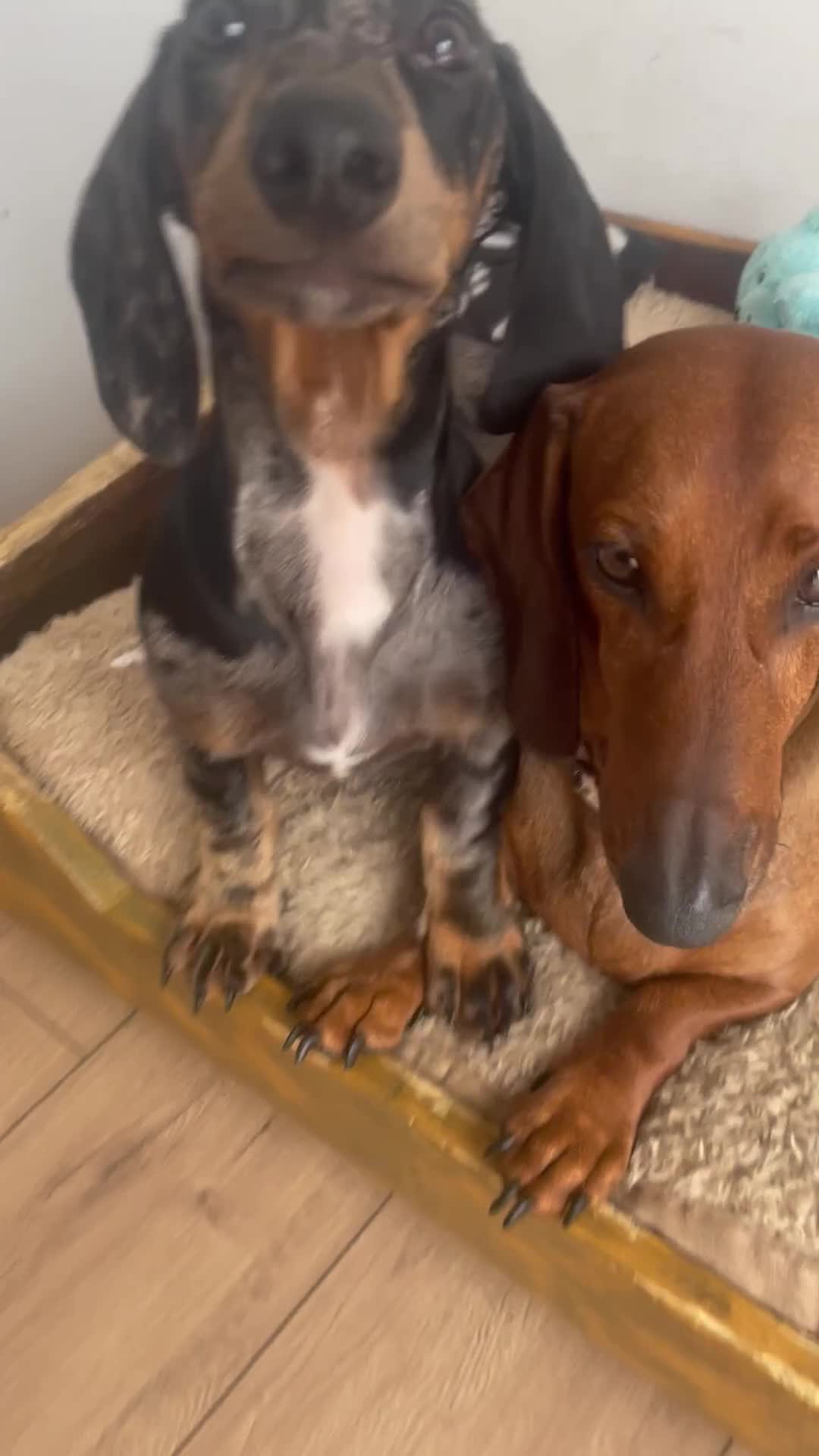 Dachshund dogs for sale: Bandit Beans  - Video 1