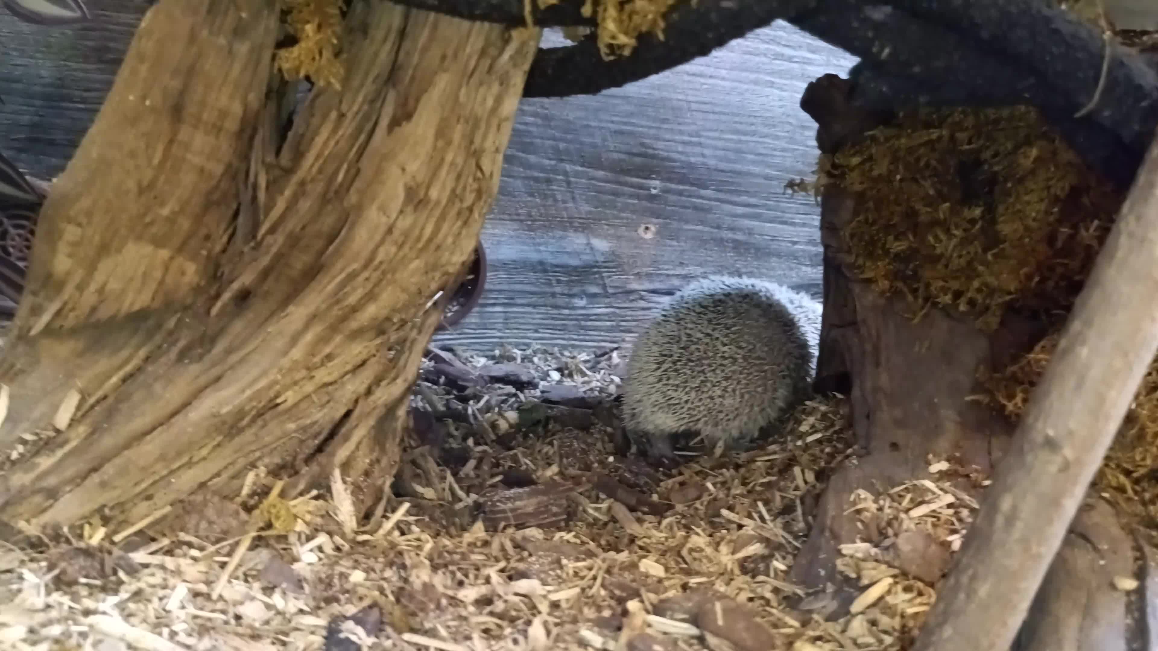 Pygmy Hedgehog rodents for sale: Two female TENRECS  - Video 1