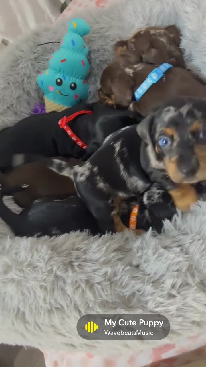 Dachshund dogs for sale: 🐶 5 Beautiful Dachshund Puppies 5 Weeks Old - Video 4