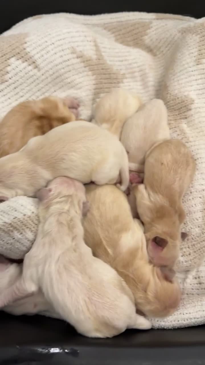 Goldador dogs for sale: A Special Litter of Goldador Puppies - Video 1