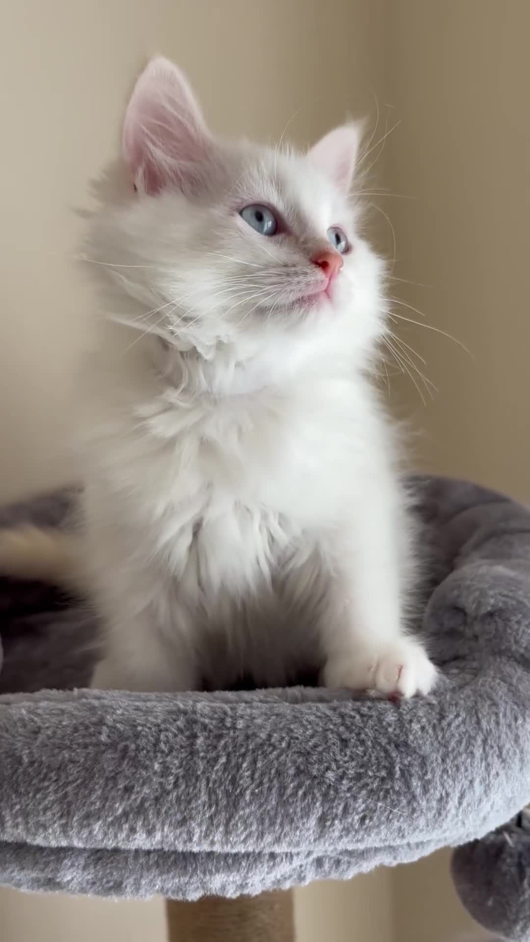 Siberian cats for sale: GCCF Registered Siberian kitten For Sale  - Video 1