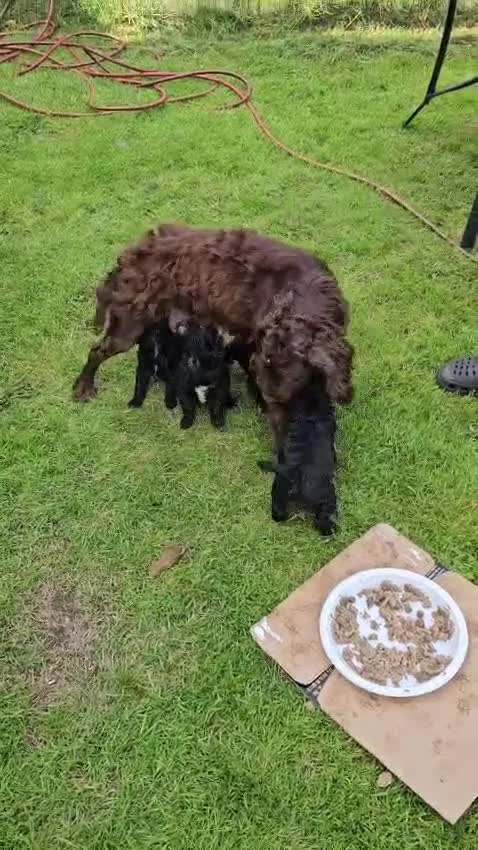 Cockapoo dogs for sale: Cockerpoos for sale  - Video 1