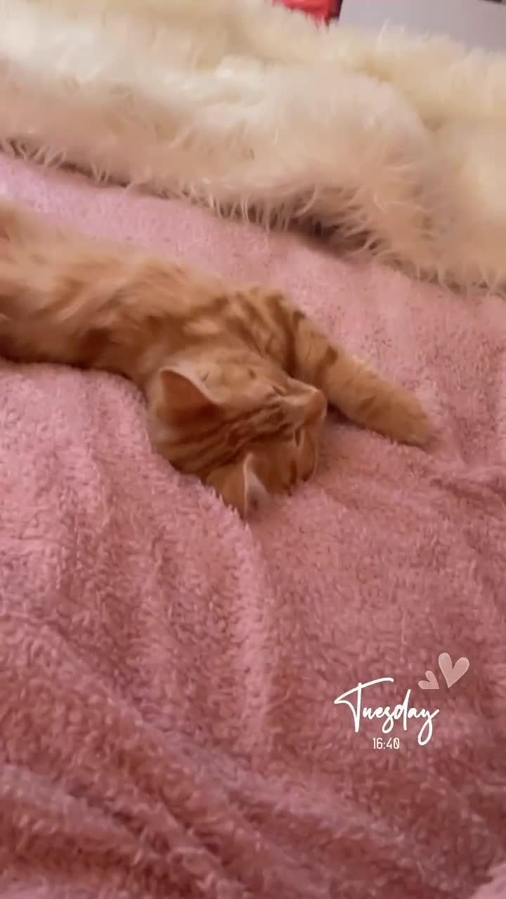 Norwegian Forest Cat cats for sale: Ginger Tabby  - Video 1