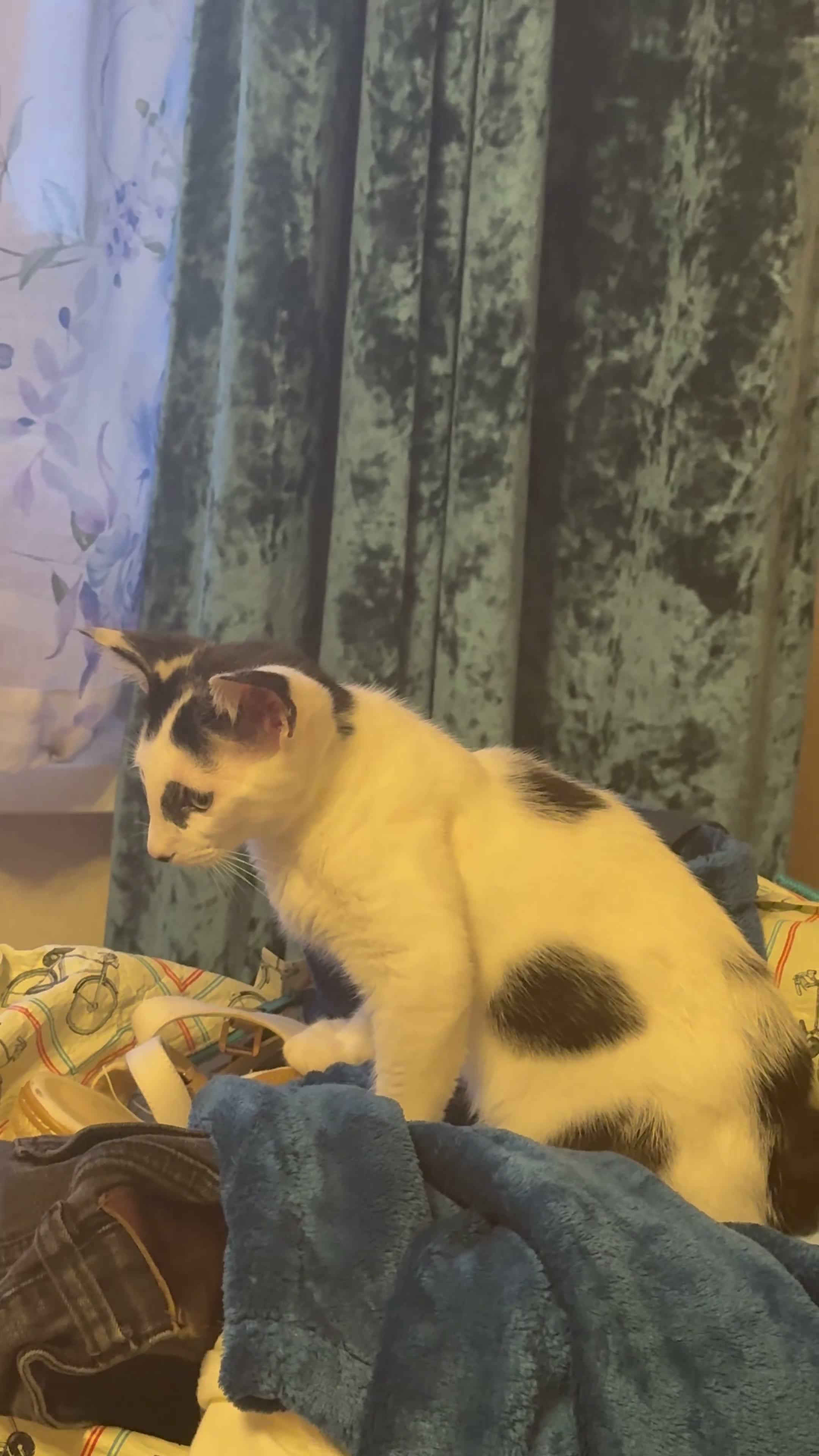 Oriental cats for sale: For sale - Video 1
