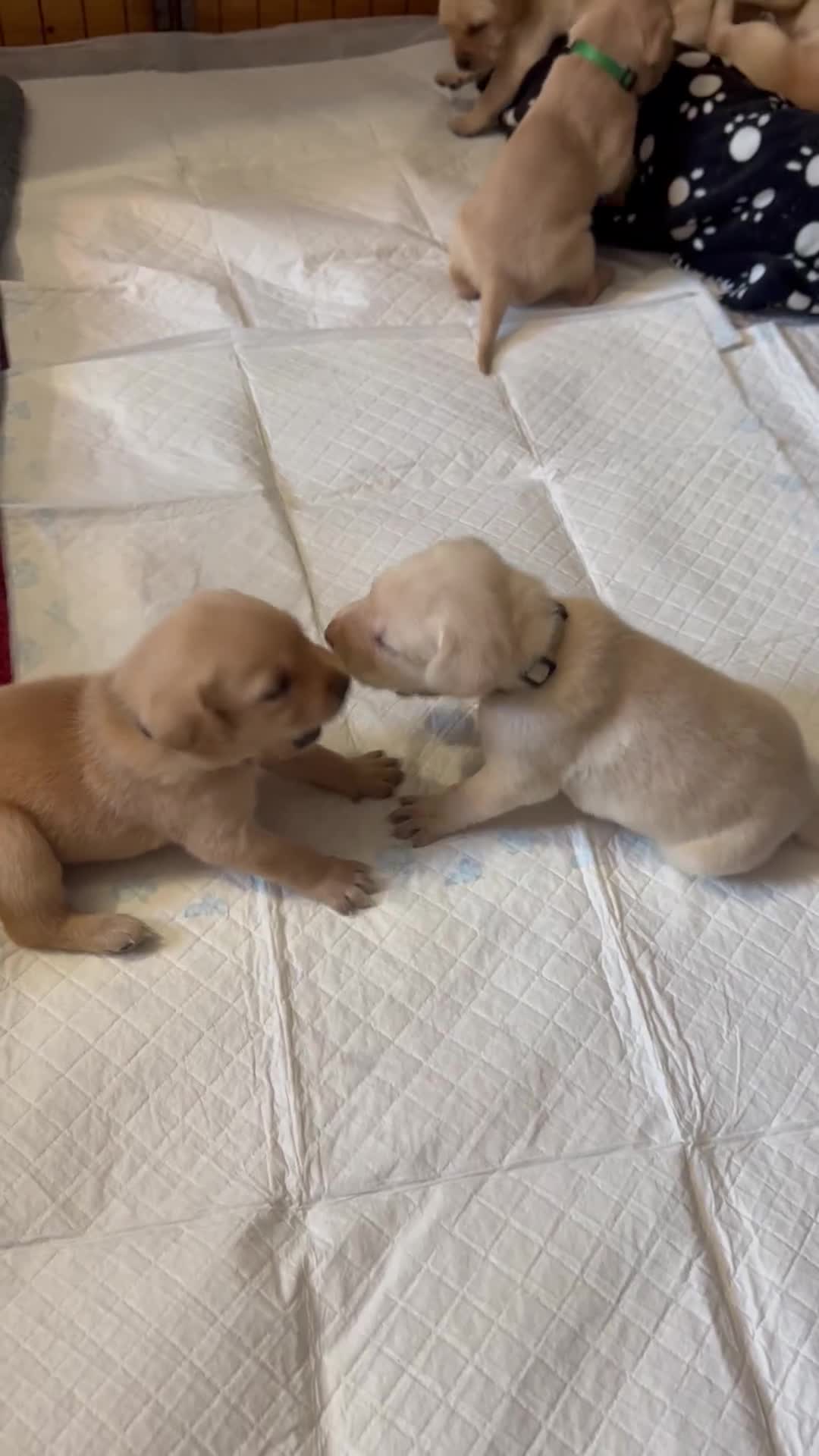 Labrador Retriever dogs for sale: Yellow & Fox Red Labrador Puppies - Video 2