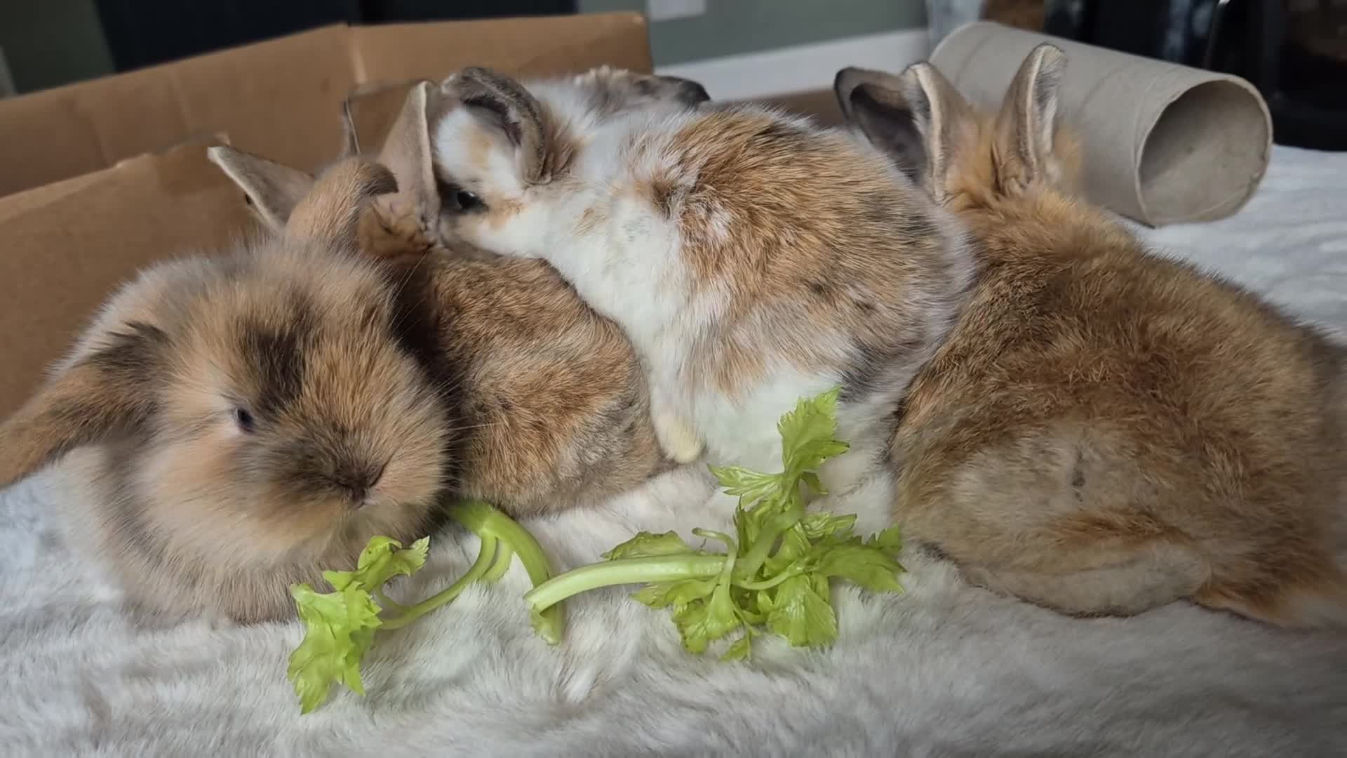 Mixed Breed rabbits for sale: Gorgeous bunnies for sale - Video 1