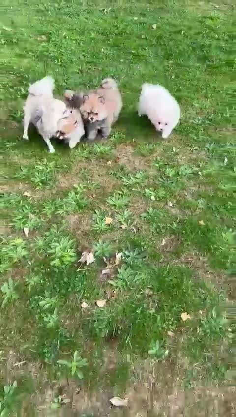 Pomeranian dogs for sale: Pomeranian - Video 2