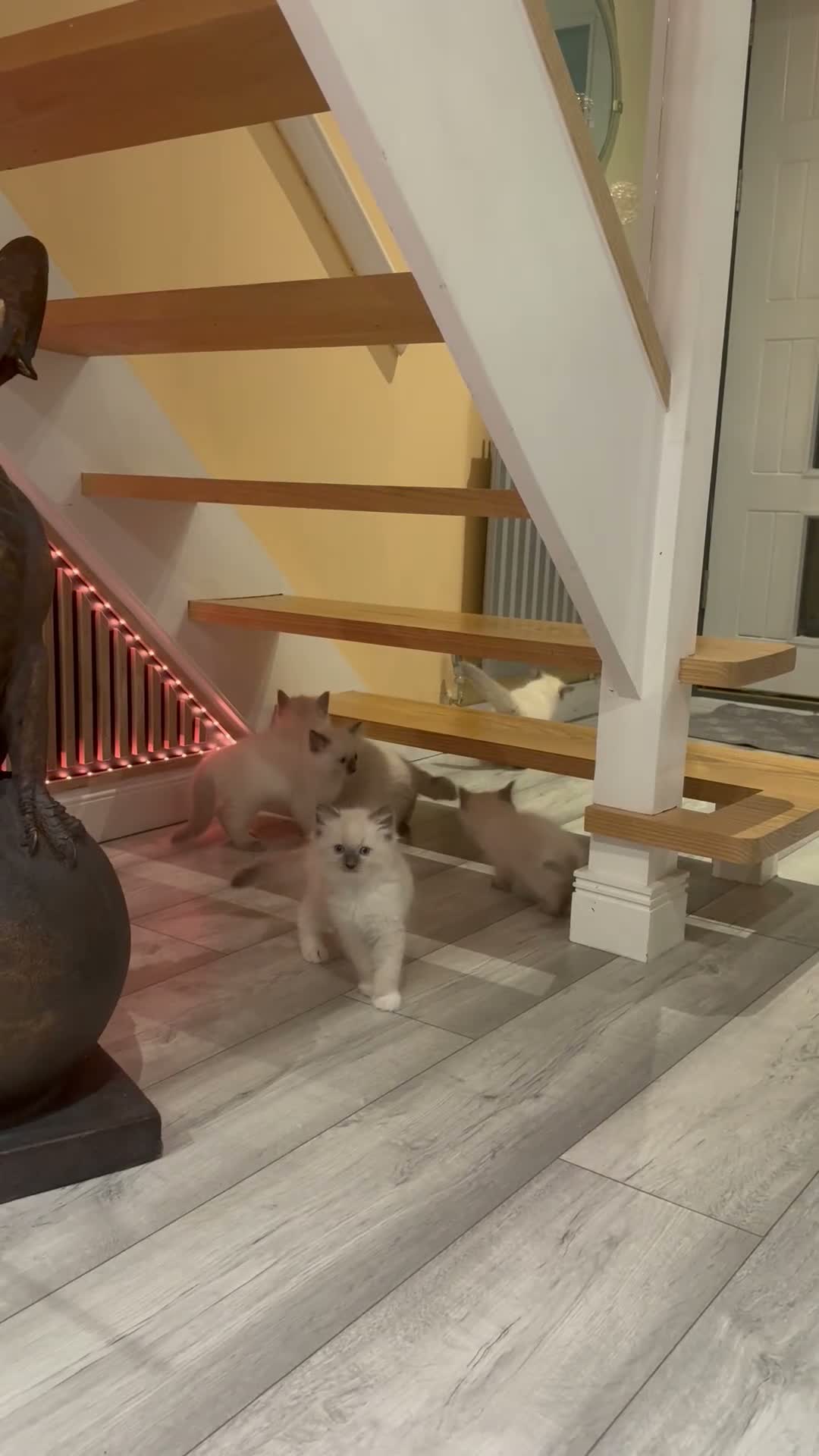 Ragdoll cats for sale: Beautiful Ragdoll Kittens - Video 3