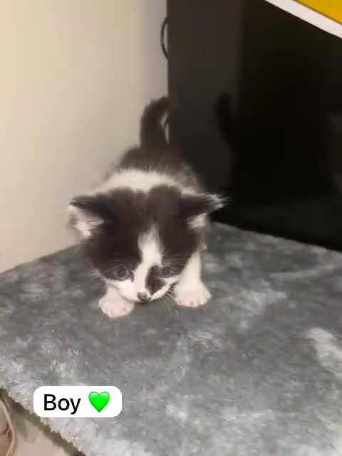 Mixed Breed cats for sale: Only 3 males left mum is Siamese  - Video 4