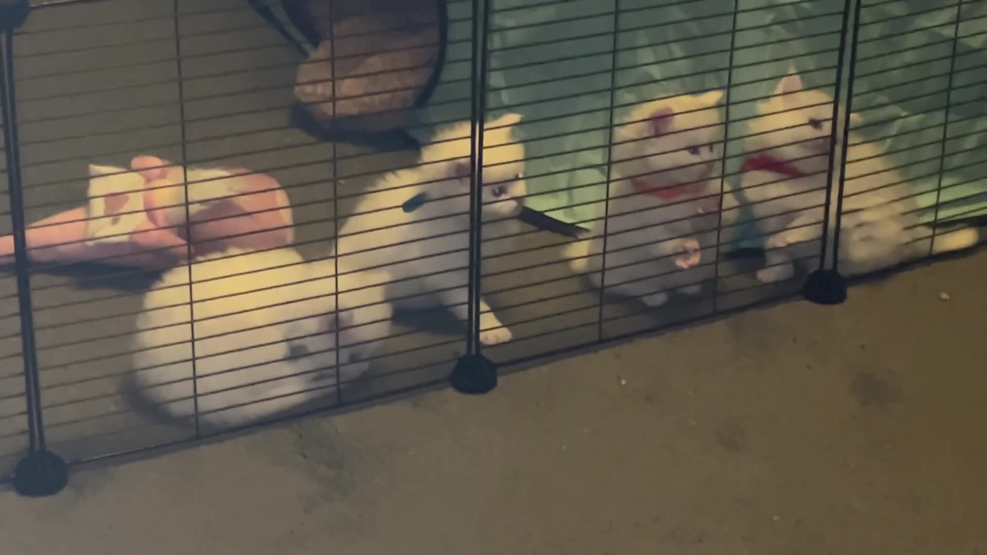 Maine Coon cats for sale: Maine Coons Kittens  - Video 1