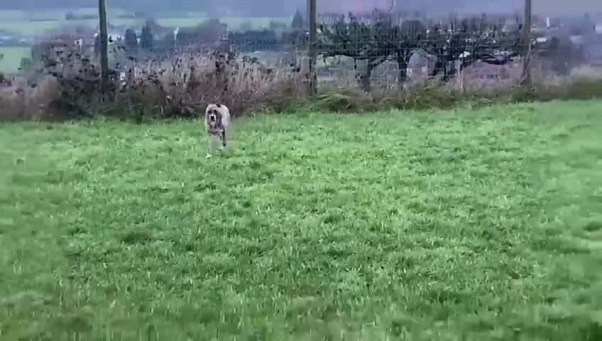 Mixed Breed dogs for adoption: Dilly  - Video 2