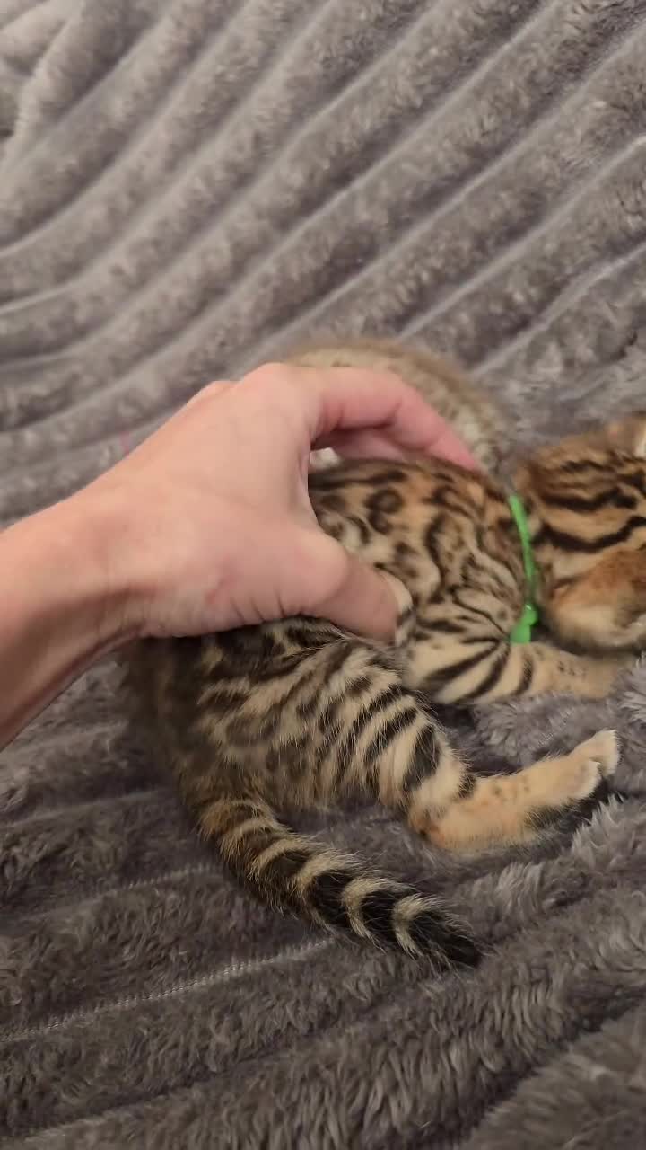 Bengal cats for sale: TICA Champion 2 boys available for reservation! - Video 1