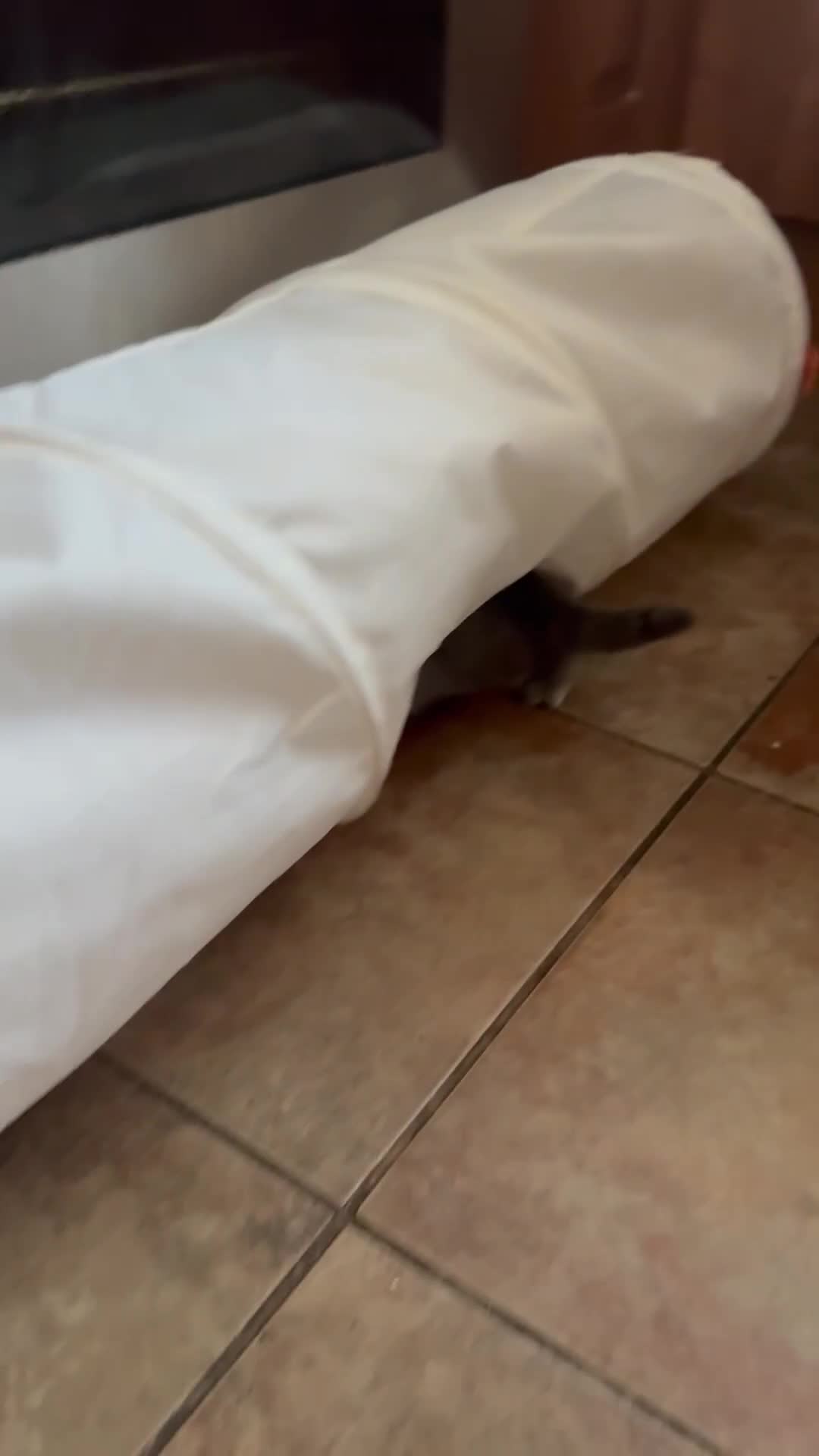 British Shorthair cats for sale: Two female British Shorthair kittens for sale - Video 5