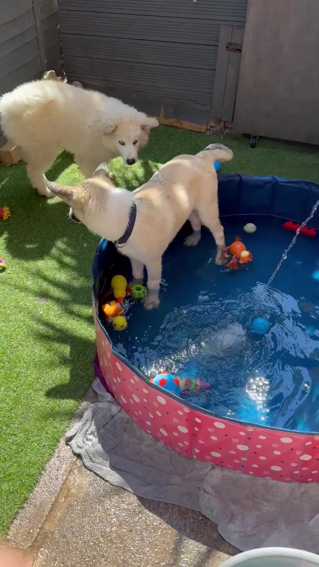 Huskita dogs for sale: Huskita (Husky x Akita) Pup - Video 1