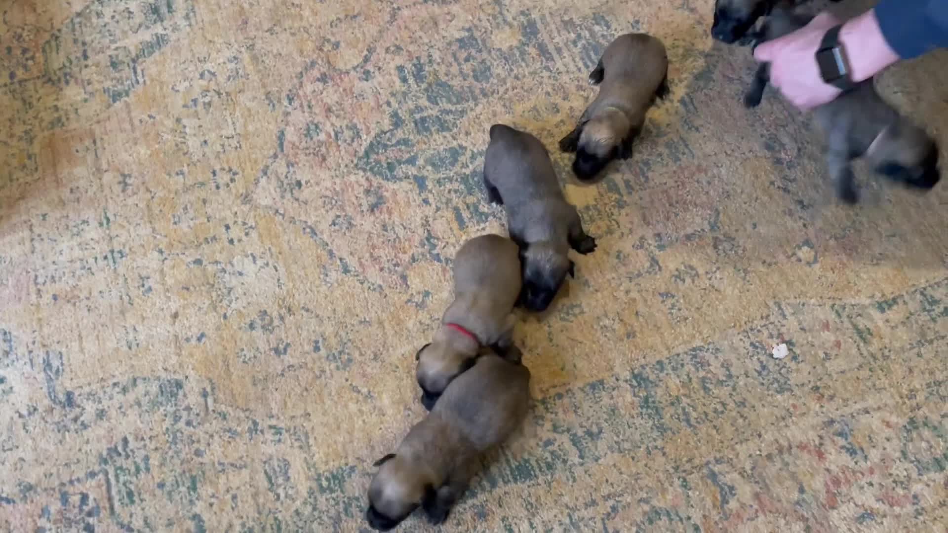 Skye Terrier dogs for sale: Skye Terrier - Video 2