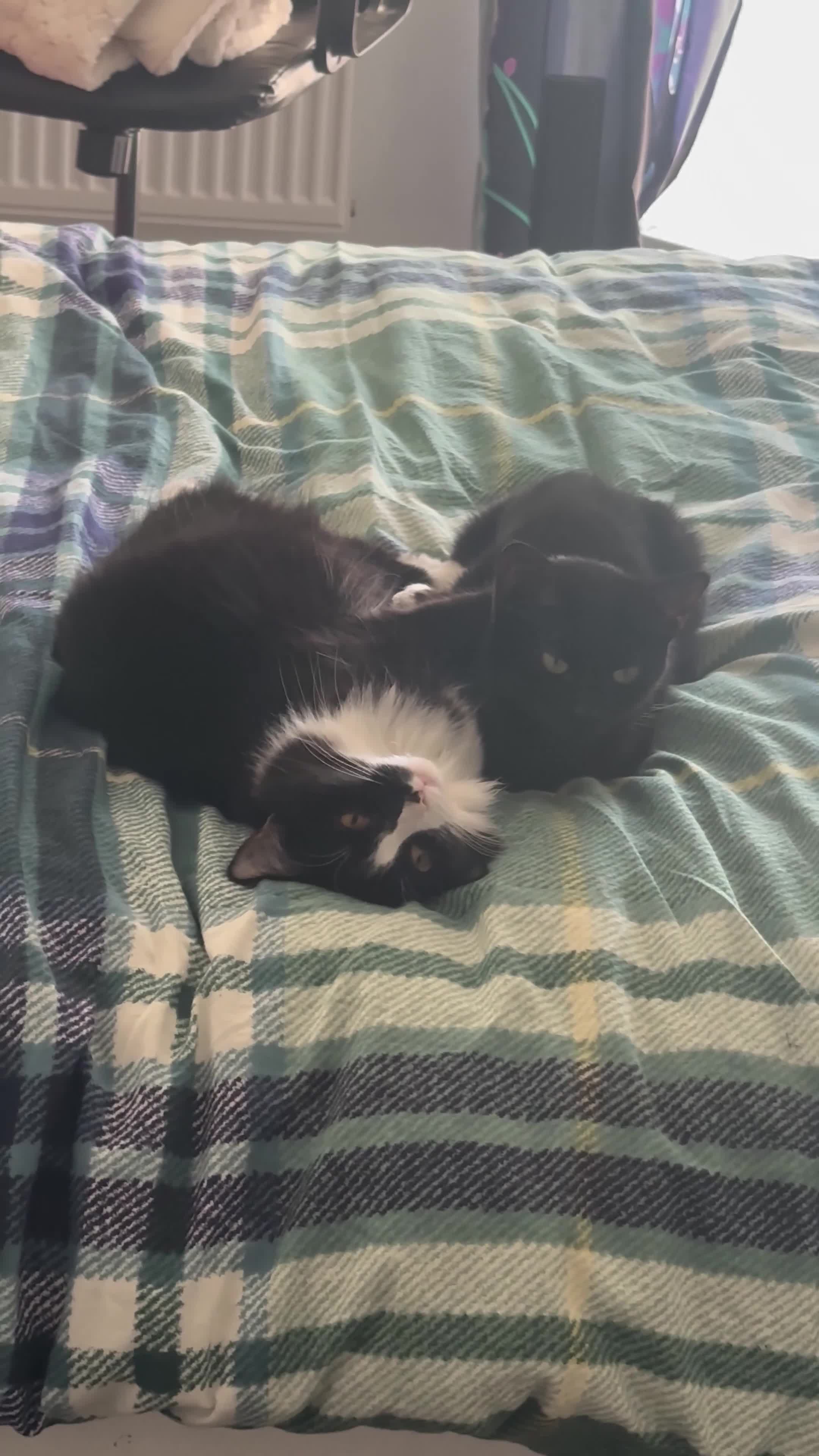 Domestic Shorthair cats for sale: Cat Sisters Need Rehoming ASAP - Video 1