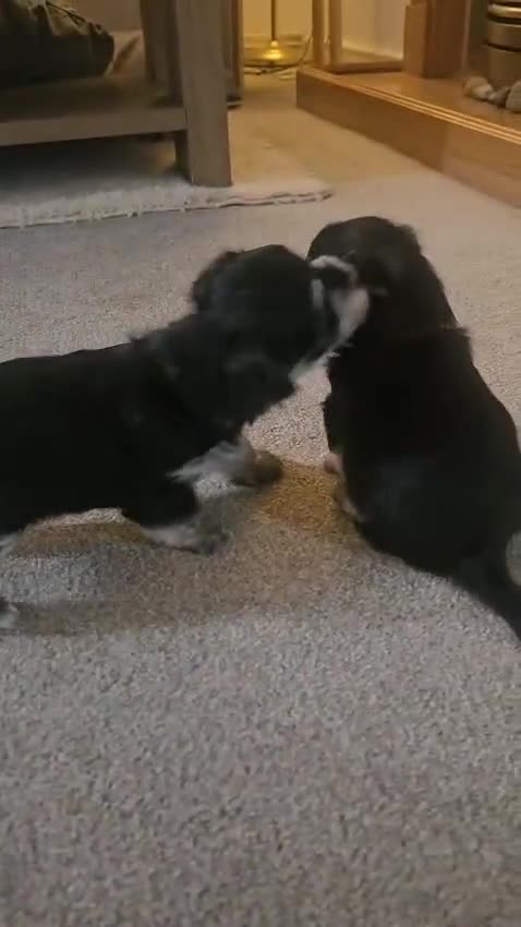 Morkie dogs for sale: 🐶 Adorable Morkie Puppies 🐶 - Video 2