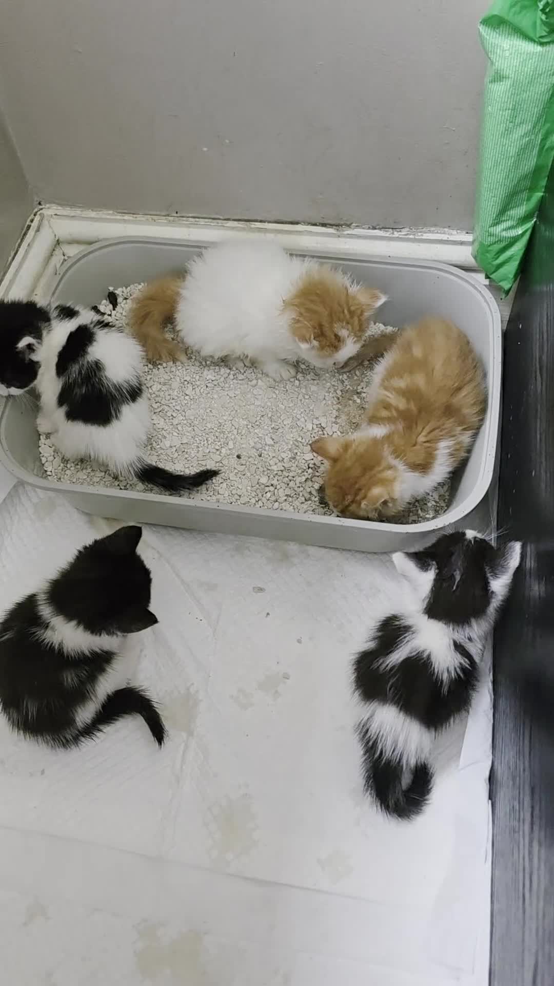 Mixed Breed cats for sale: Beautiful Calico Kittens - Video 3