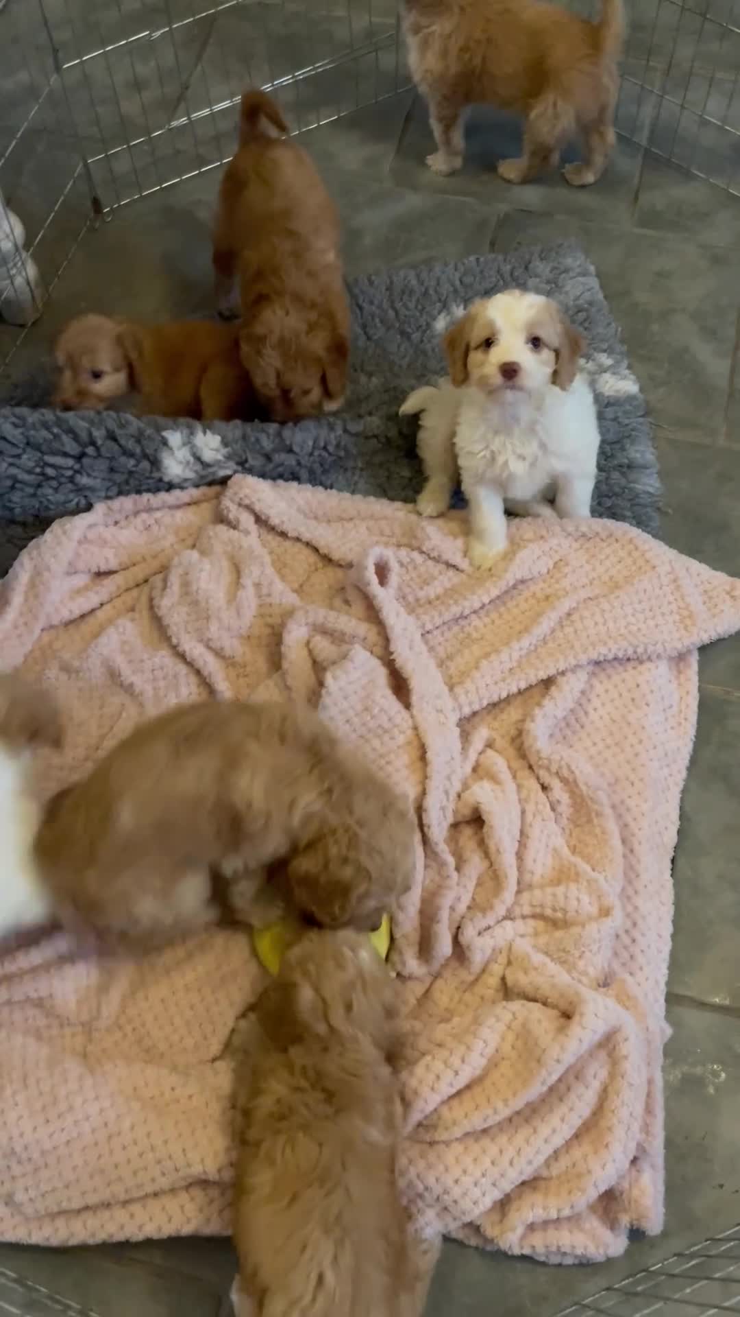 Cockapoo dogs for sale: Gorgeous Cockapoos  - Video 1