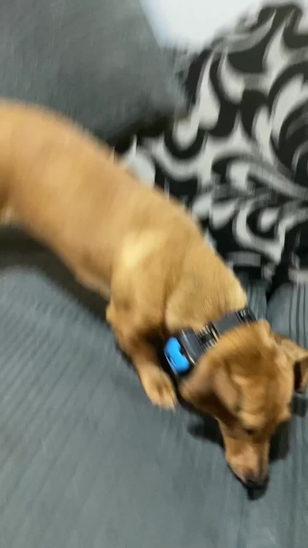 Dachshund dogs for sale: Dash hound in Feltham - Video 1