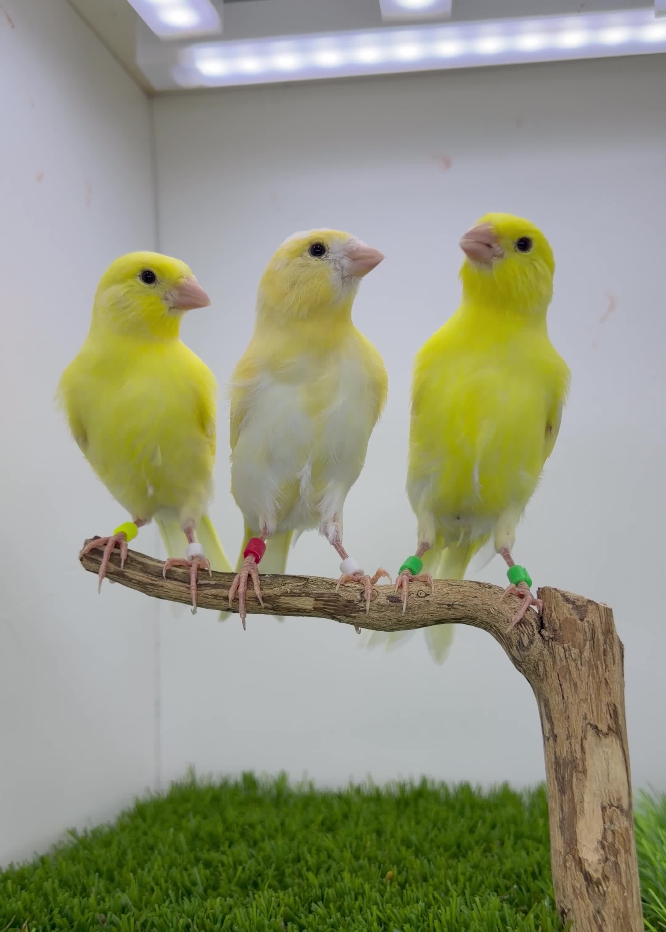 Canaries birds for sale: 2026 yellow dimorphic canaries available  - Video 1