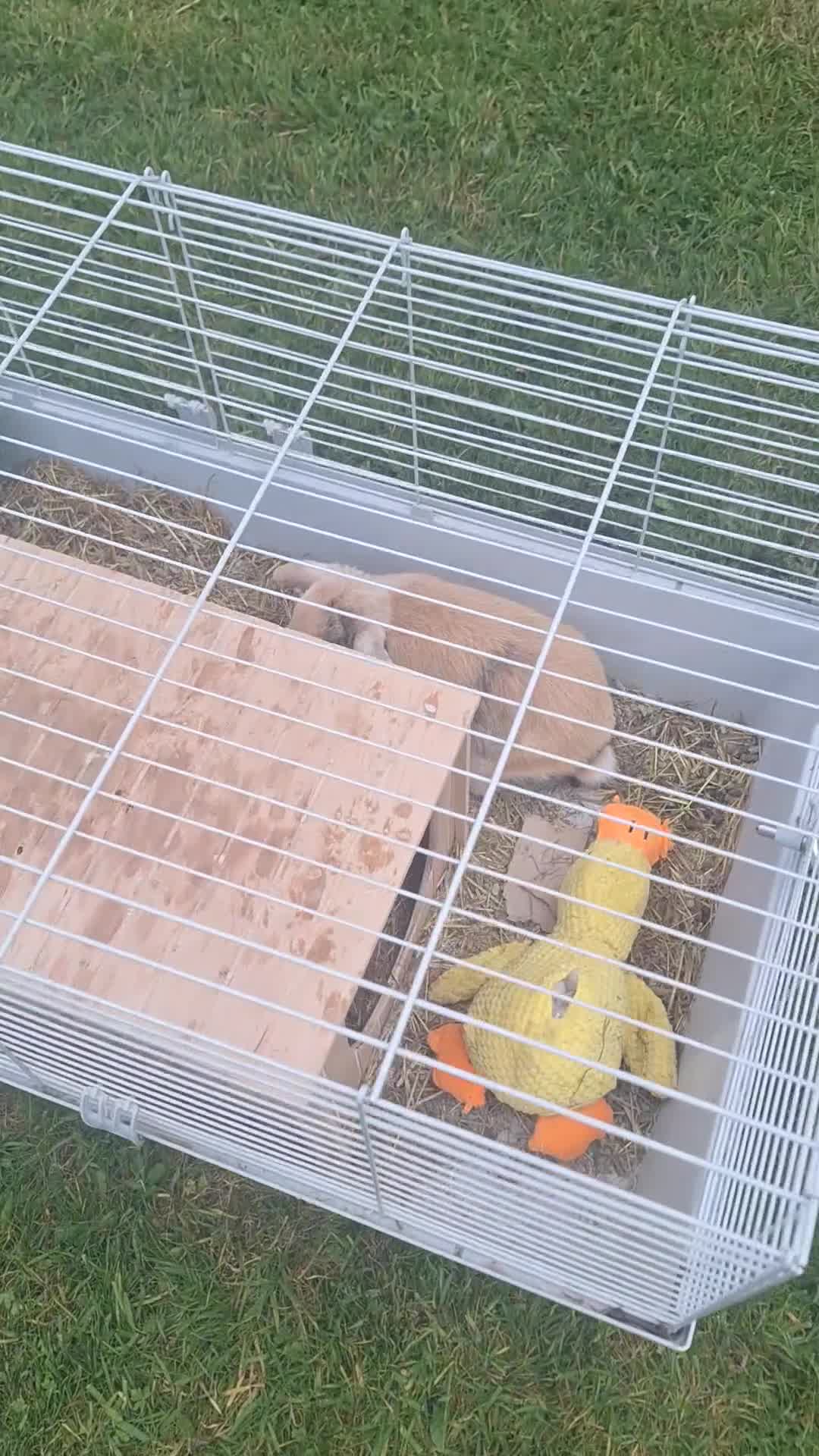 Lionhead rabbits for sale: Baby bunny's  in Stoke-on-Trent - Video 1