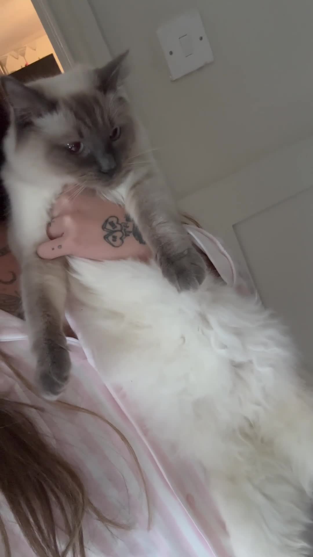 Ragdoll cats for sale: Dutches 9 month old  - Video 1