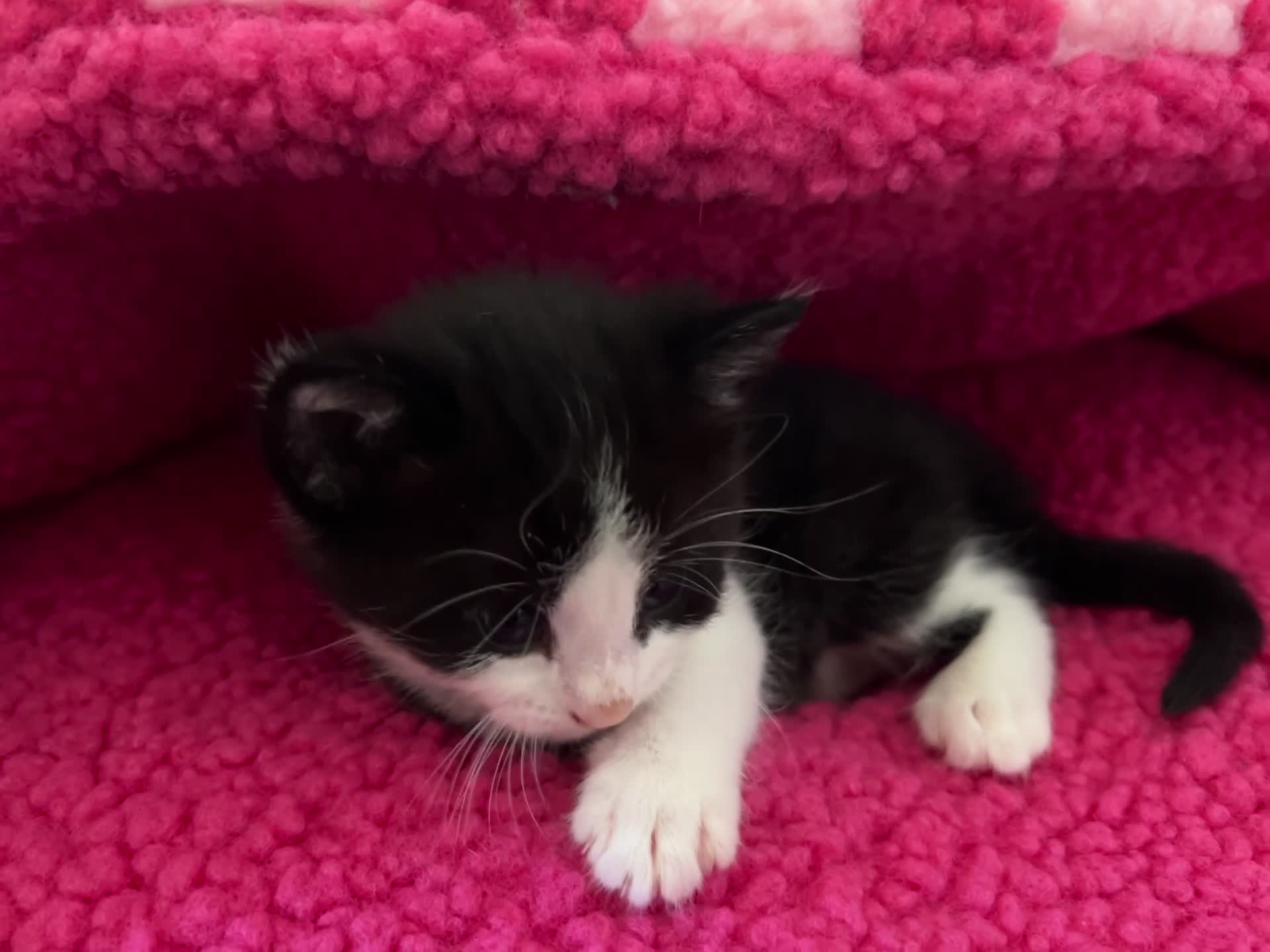 Mixed Breed cats for sale: Cute boy ready for forever home  - Video 1