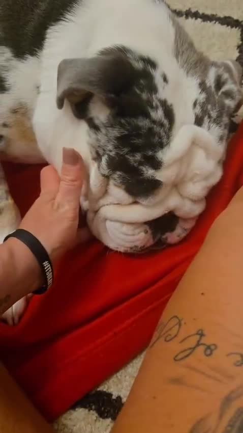 English Bulldog dogs for sale: Beautiful lilac merle female - Video 2