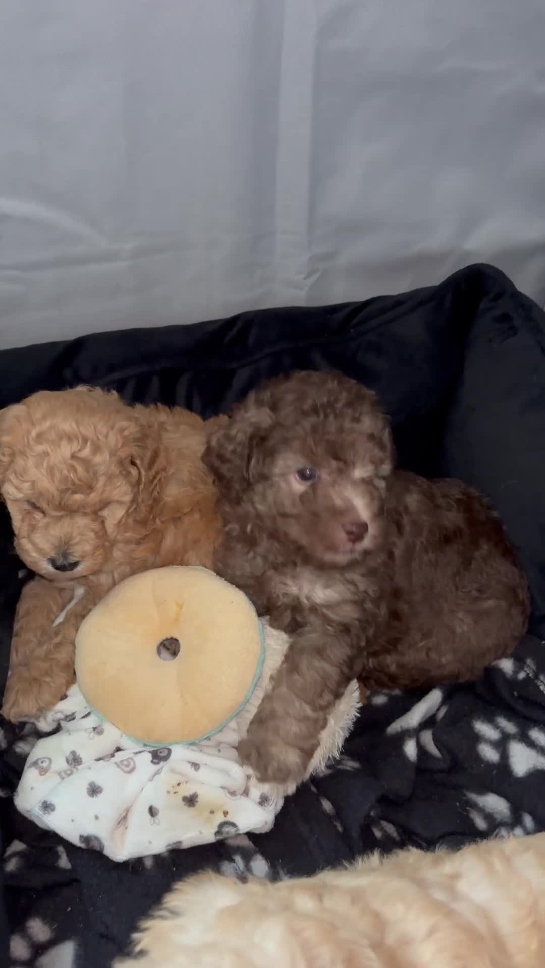 Cockapoo dogs for sale: Beautiful Mini F1B cockapoo puppies - Video 3