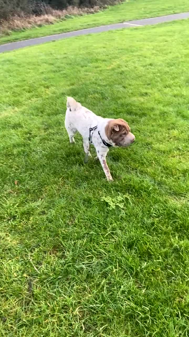 Shar Pei dogs for sale: Shar pei for sale  - Video 1