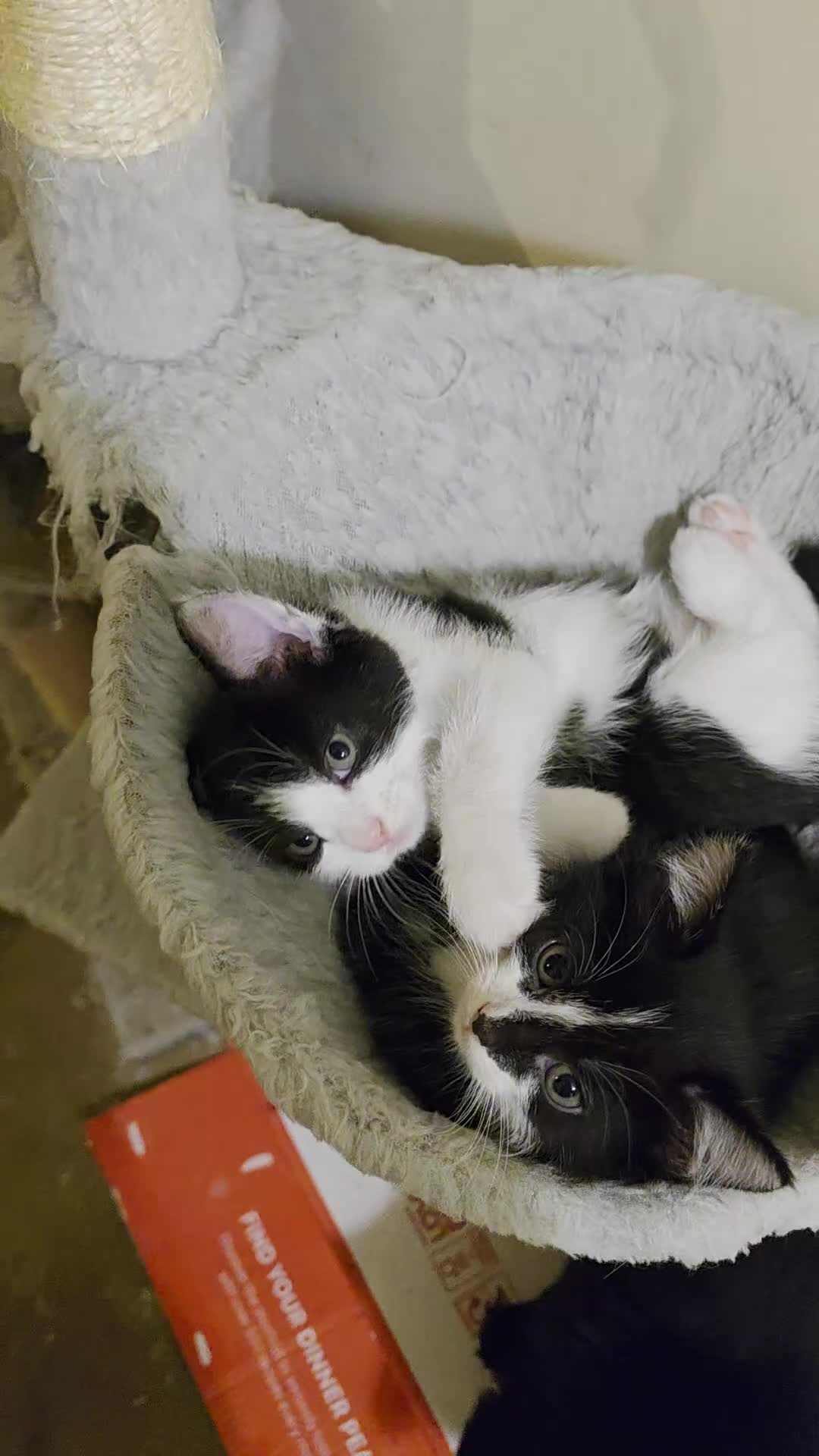 Mixed Breed cats for sale: Adorable longhair and short hair  - Video 1