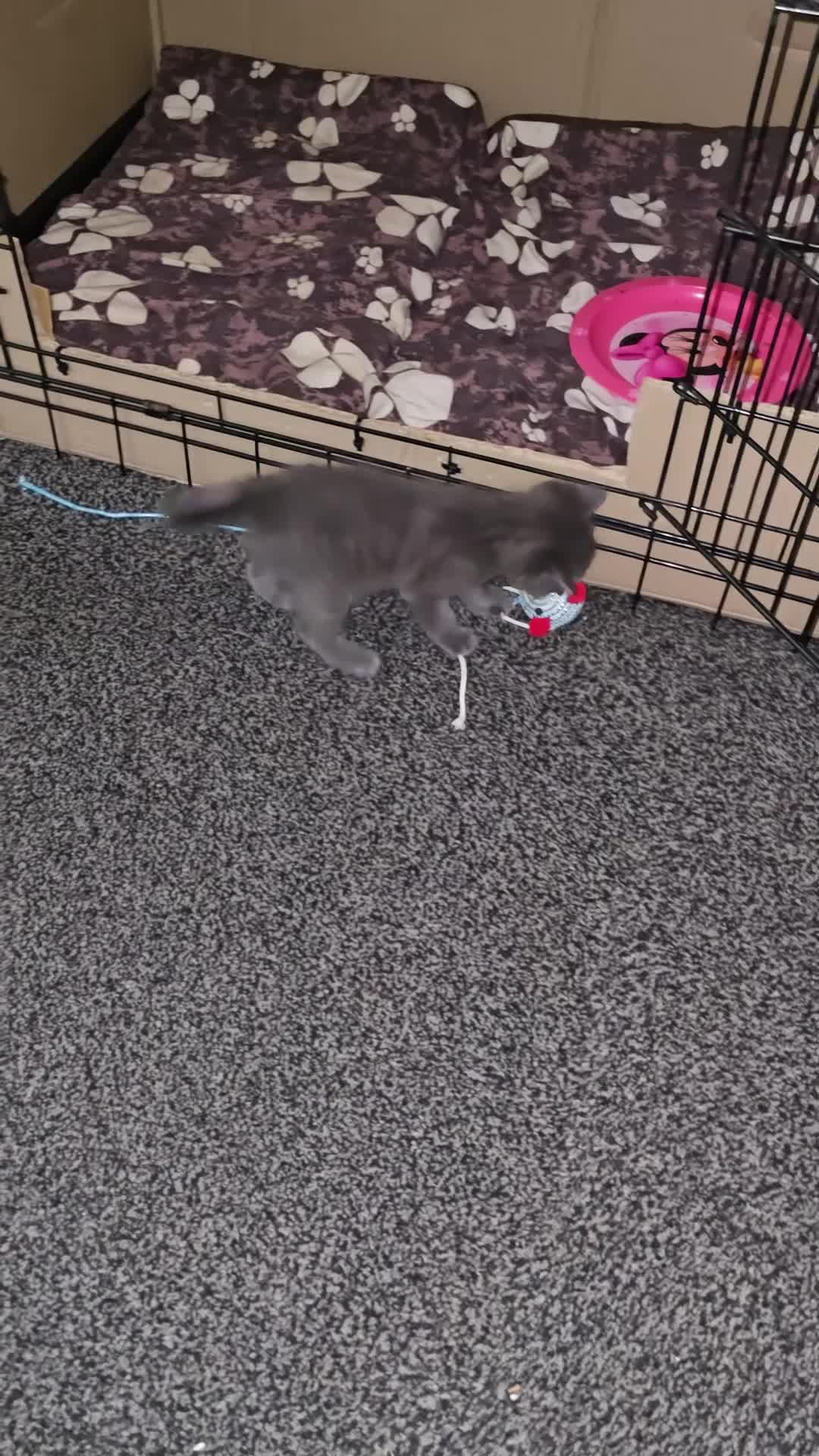 Mixed Breed cats for sale: 1 boy kitten  - Video 1