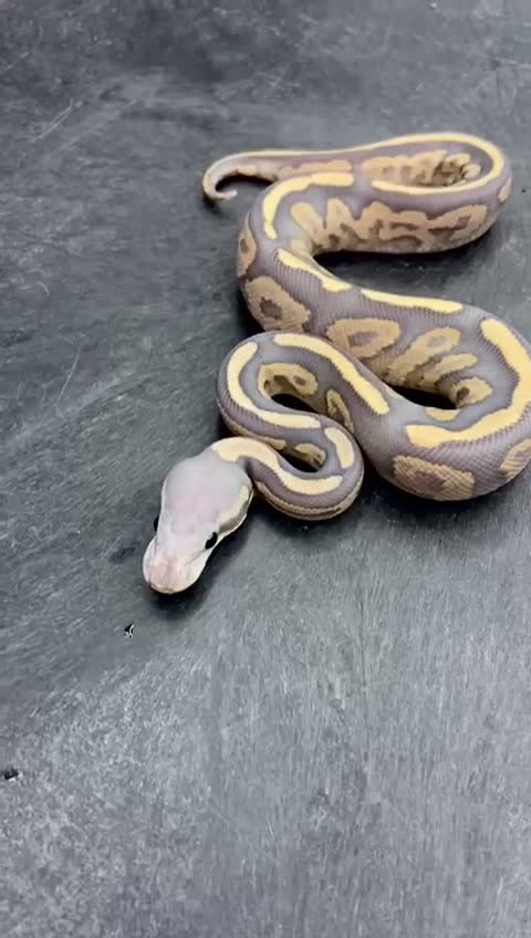 Python Snake reptiles for sale: Cinnamon Fire DG Pos Chocolate Pos DH Hypo Pied - Video 1