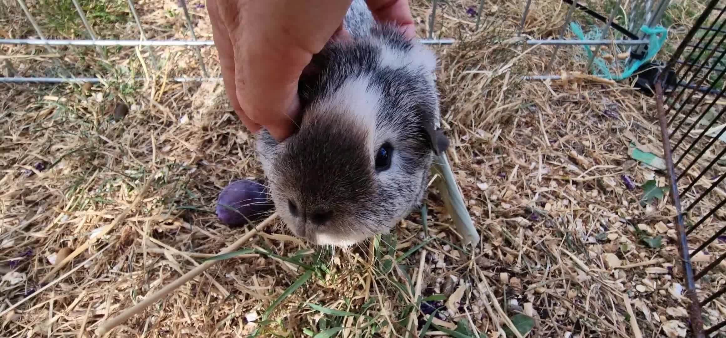 Guinea Pig rodents for sale: £20 for 2 California x male guinea pigs  - Video 2
