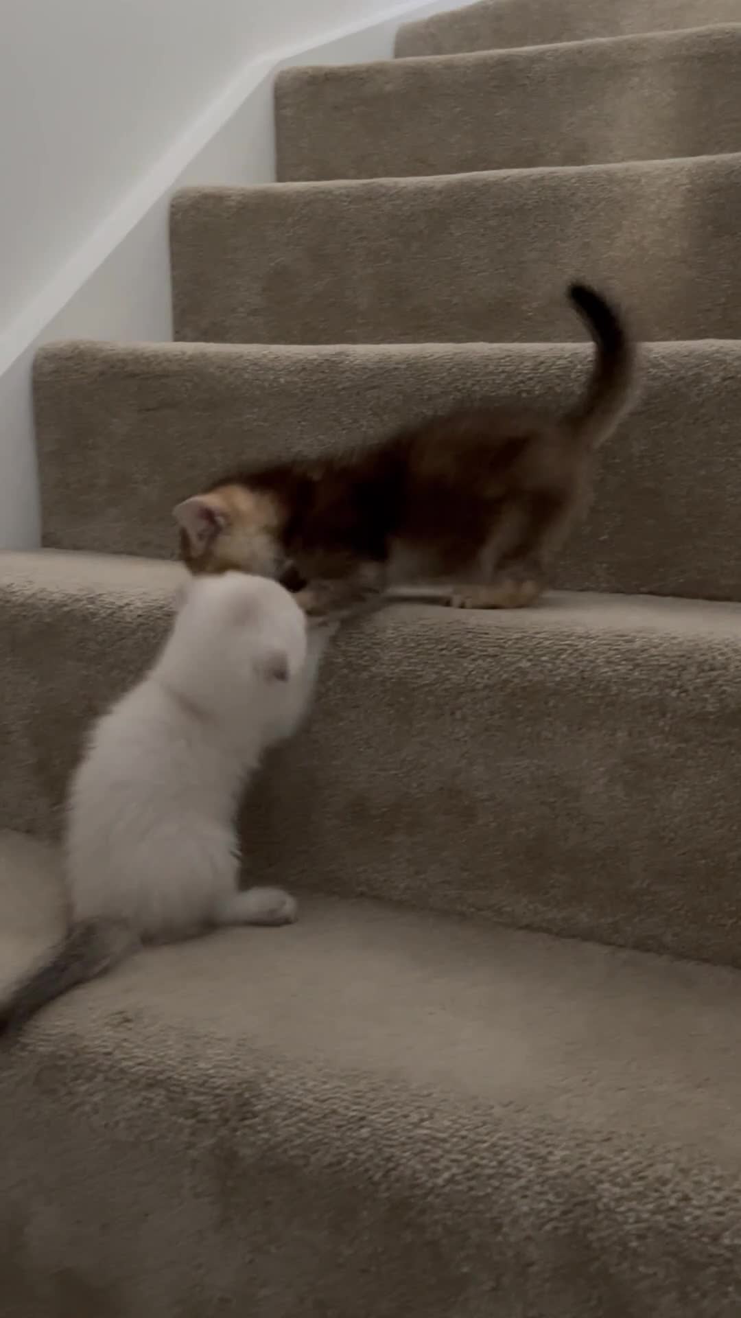 Scottish Fold cats for sale: SALE !!!! LOVELY SCOTTISH FOLD GOLDEN KITTENS  - Video 4