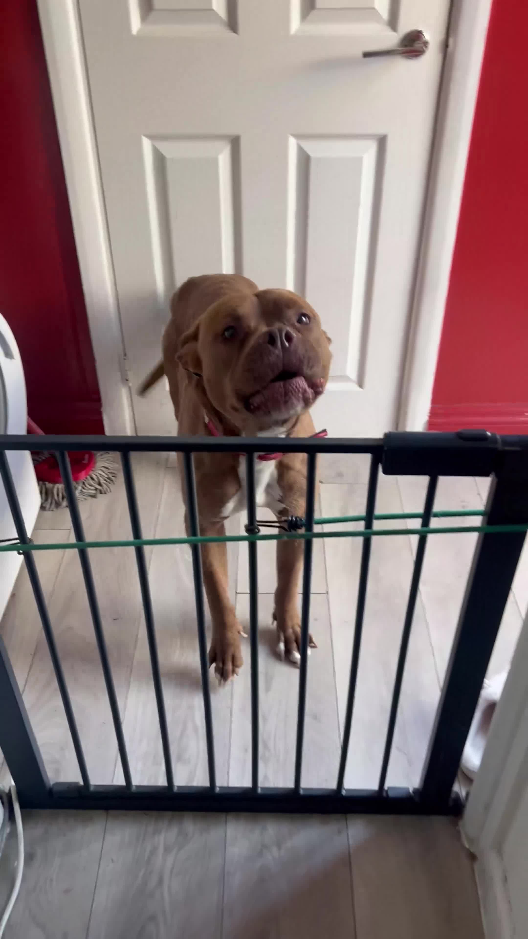 American Bull Staffy dogs for sale: Selling my lovely american staff dog in Grays - Video 1