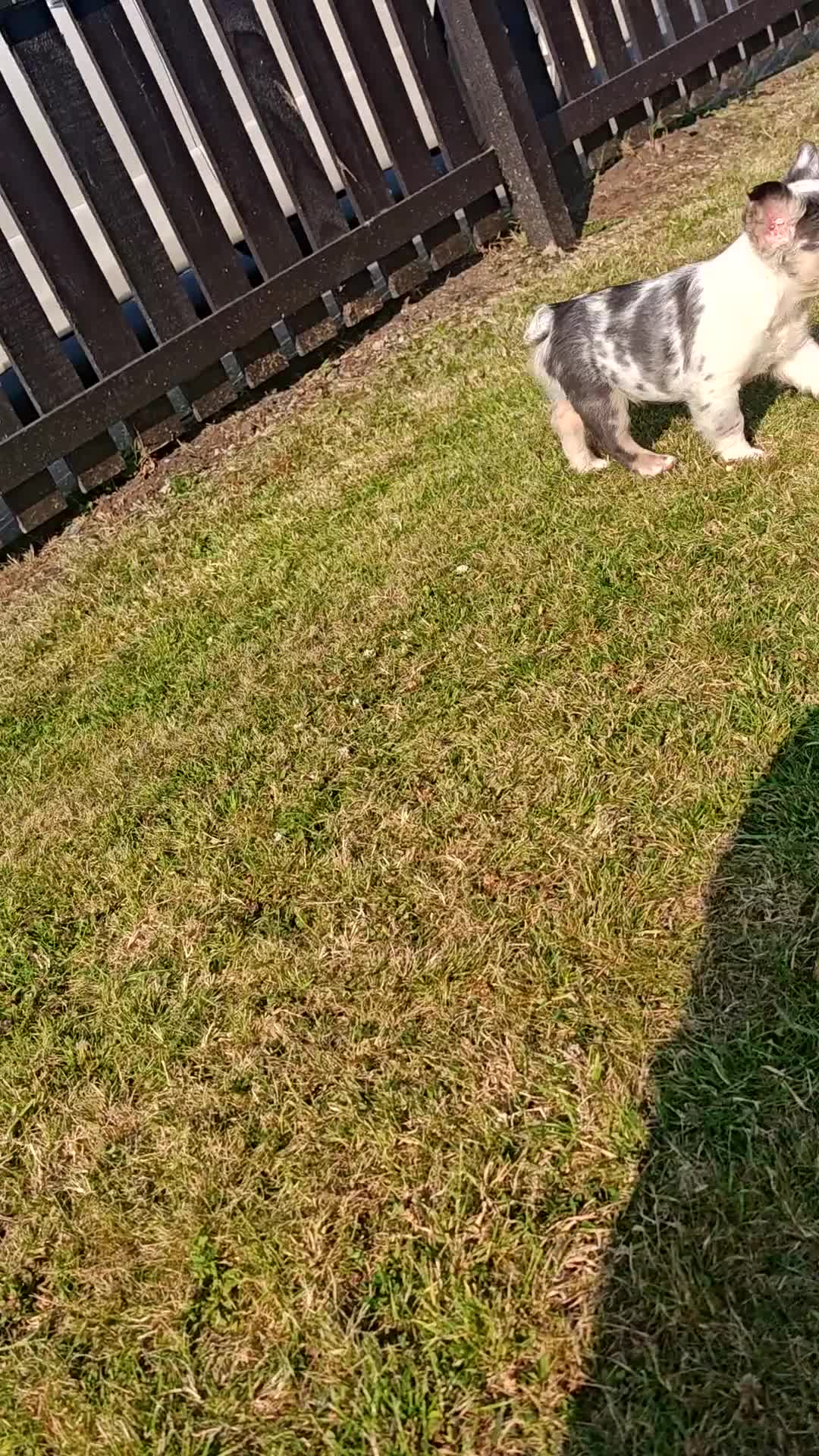 French Bulldog dogs for sale: Price reduced Fluffy French Bulldogs - Video 2