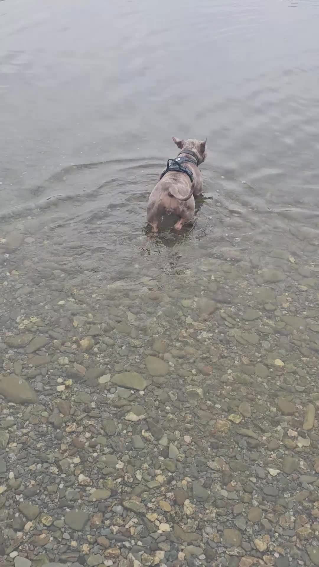 American Bully dogs for sale: Marley - Pocket Bully - Video 1