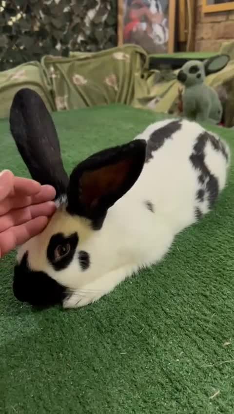 Continental Giant rabbits for sale: Giant Papillon Baby - Video 1