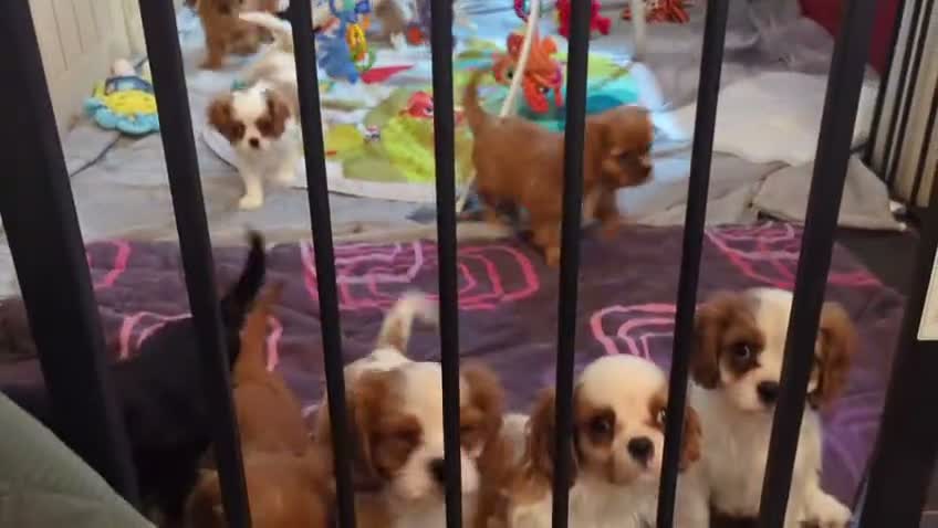 Cavalier King Charles Spaniel dogs for sale: Gorgeous Cavalier King Charles Spaniel puppies - Video 1