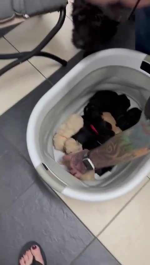 Labradoodle dogs for sale: Toy adorable Labradoodle DNA TESTED - Video 1