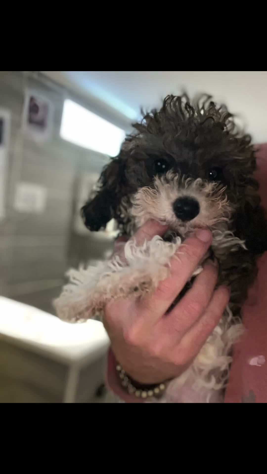 Cavapoo dogs for sale: WAITING LIST Toy cavapoo puppies  - Video 1