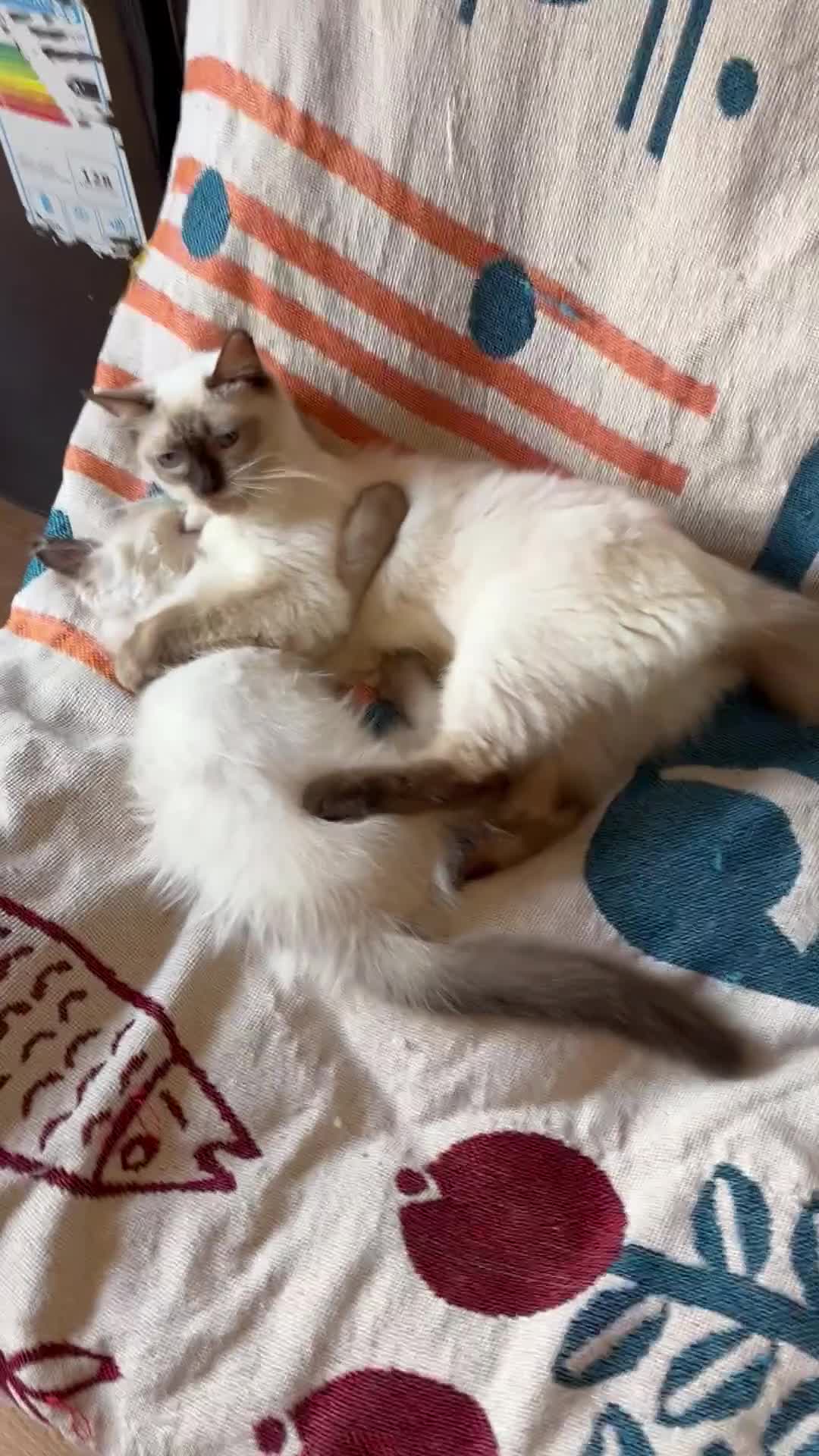 Ragdoll cats for sale: Beautiful pure breed Ragdoll kittens  - Video 1