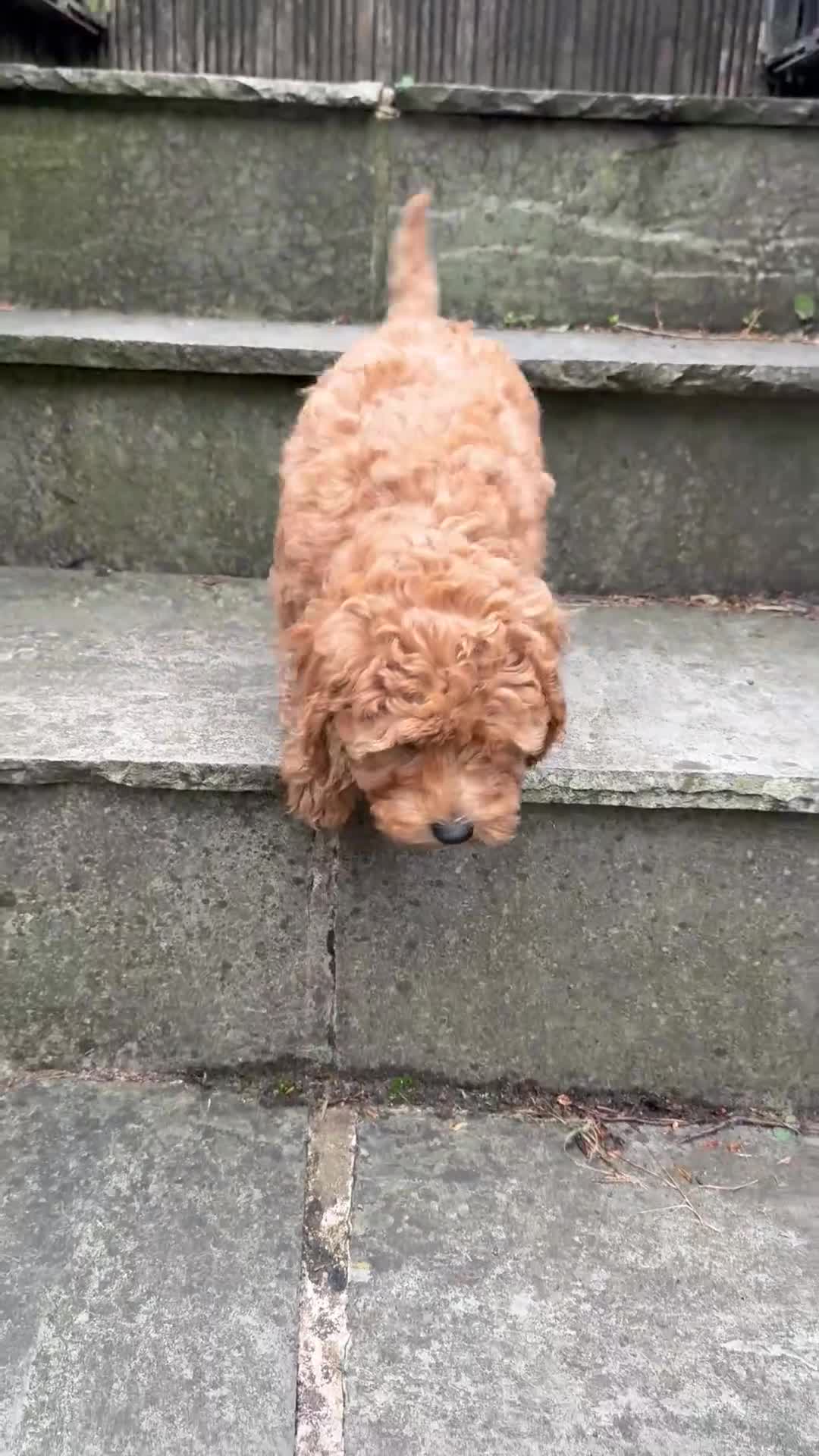 Cavapoo dogs for sale: One left - Gorgeous Cavapoo Puppies  - Video 2