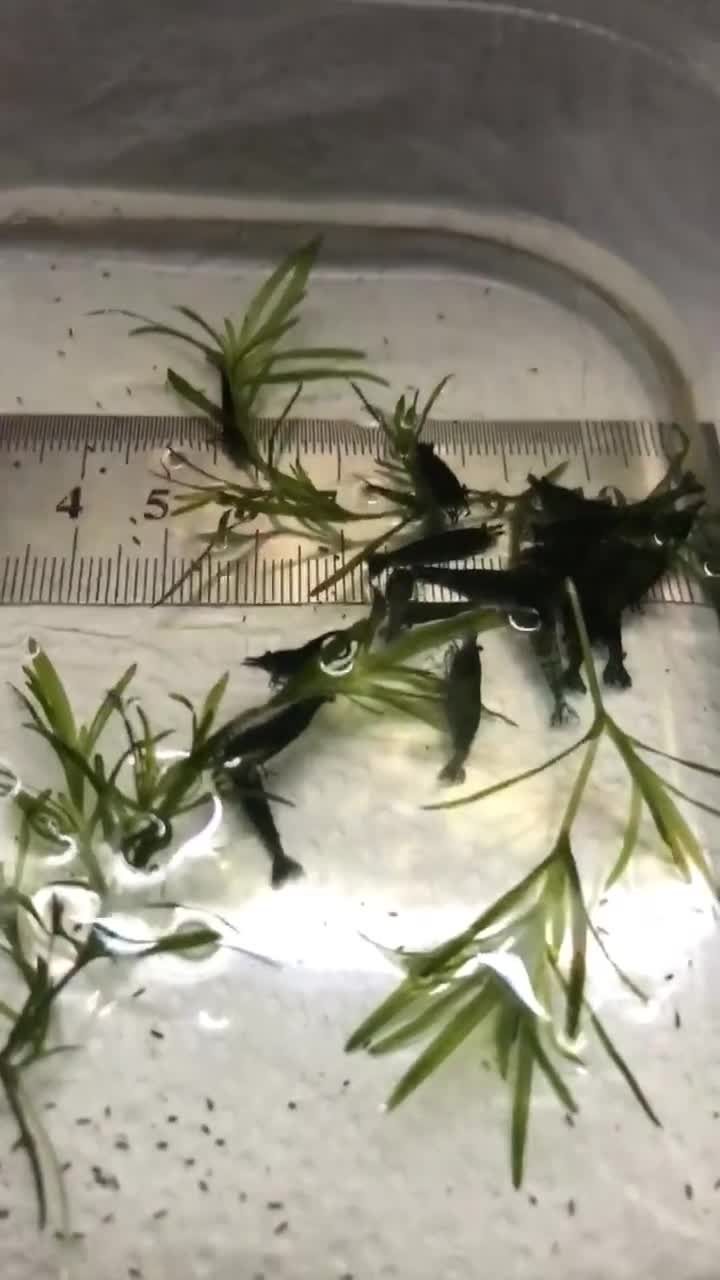 Shrimps fish for sale: Black, red, and yellow freshwater shrimp  - Video 3