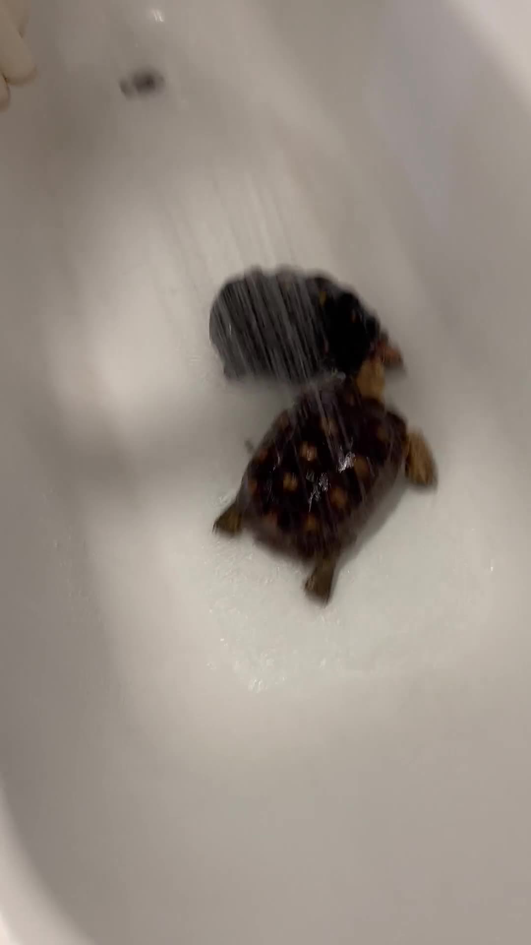 Tortoise reptiles for sale: Sulcata and Red Food Tortoise  - Video 2